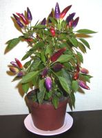 Hot Chili
